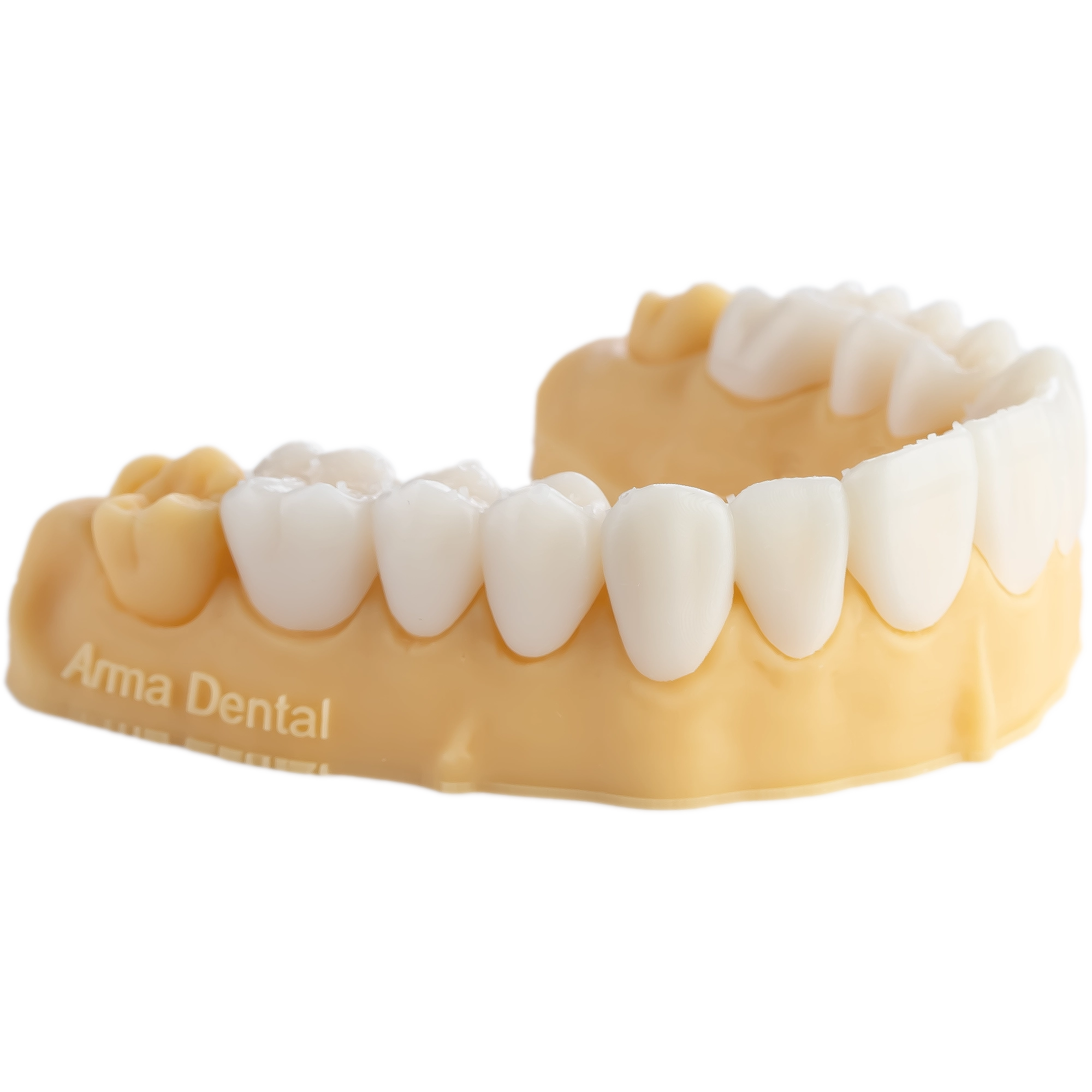 DENTAL MODEL HP