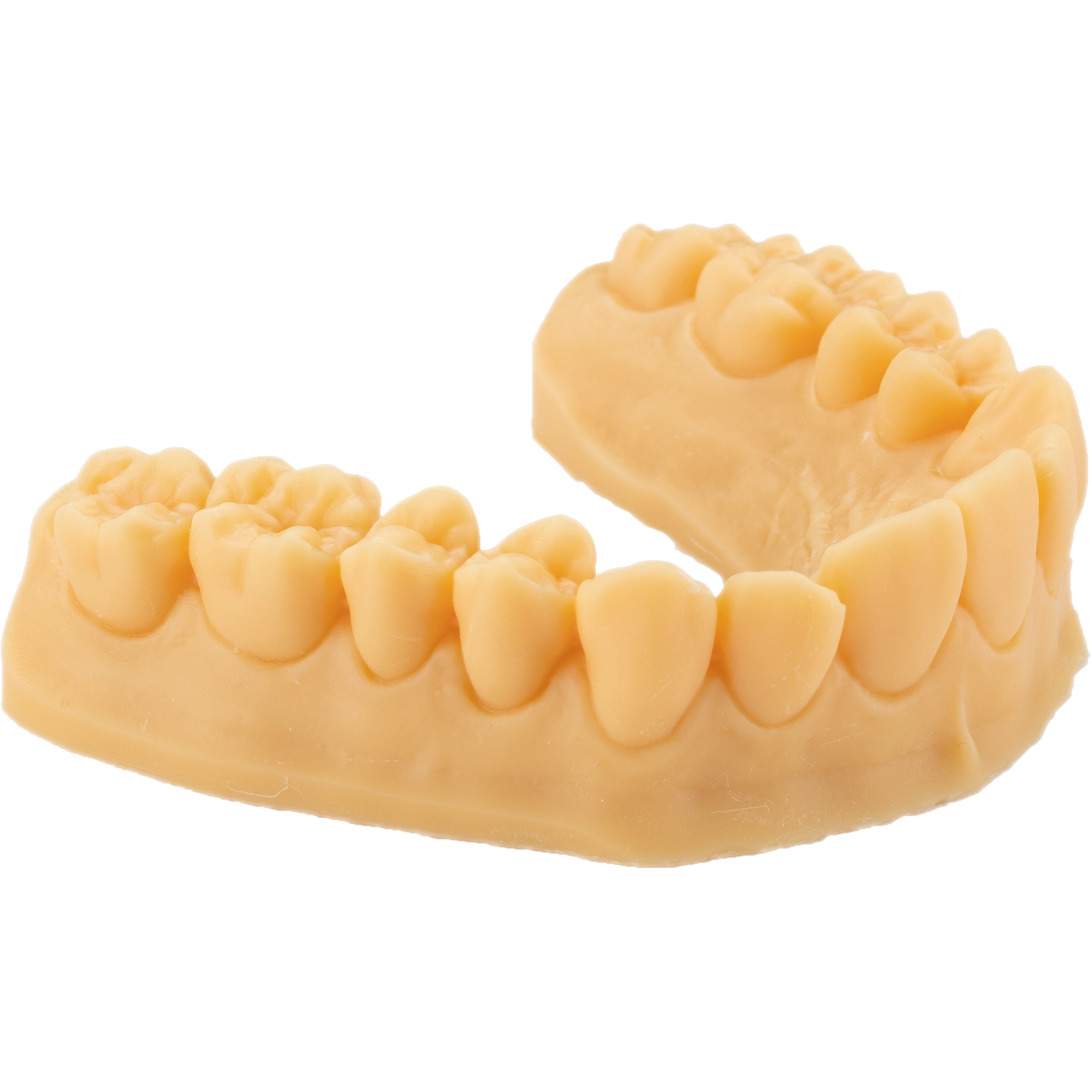 DENTAL MODEL HP