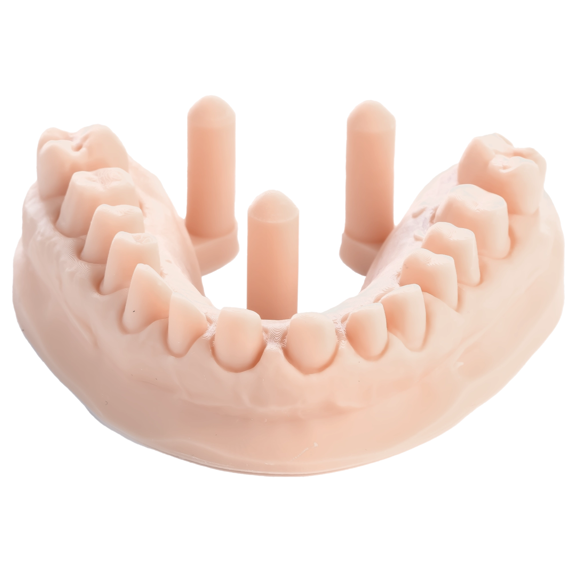 DENTAL MODEL ST