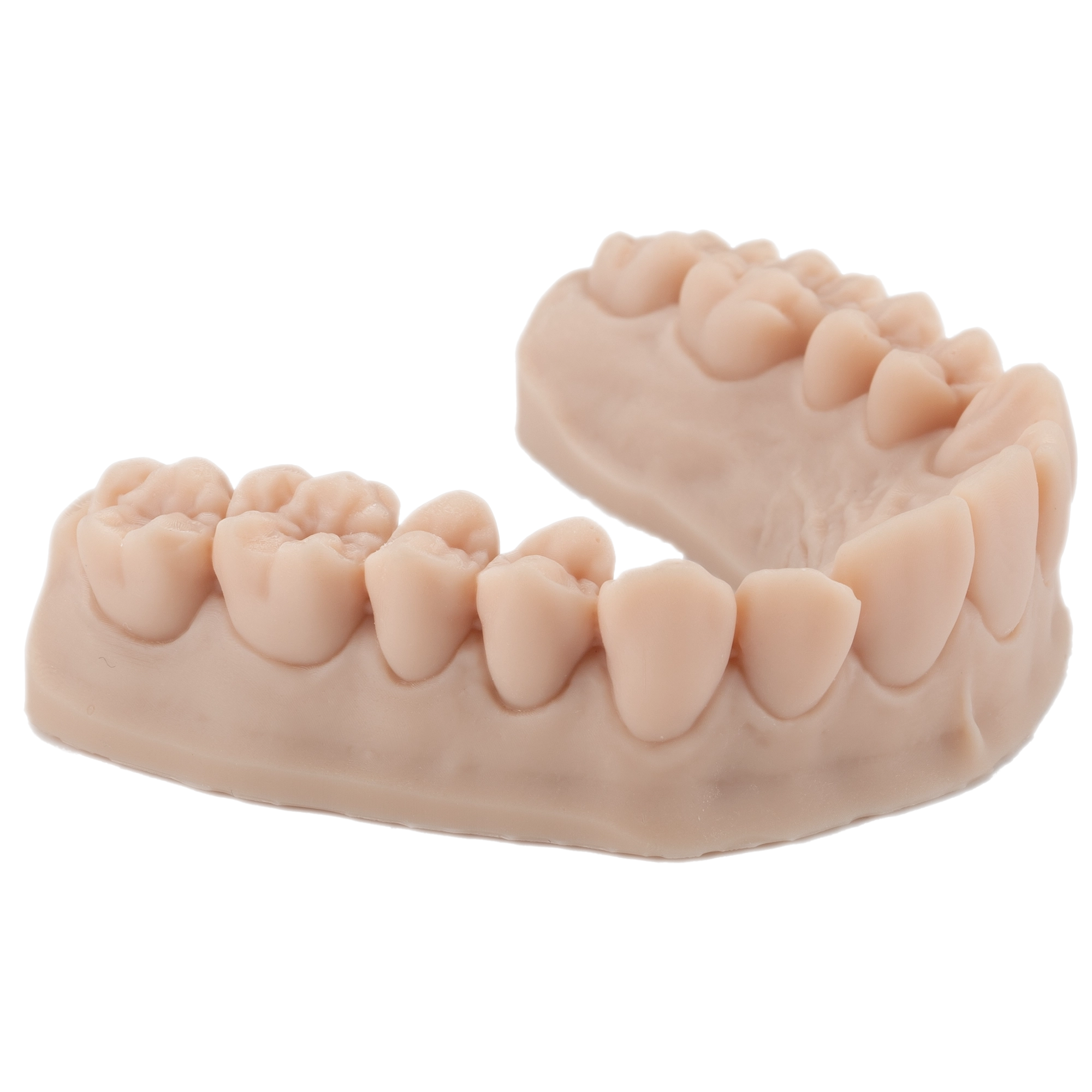 DENTAL MODEL ST