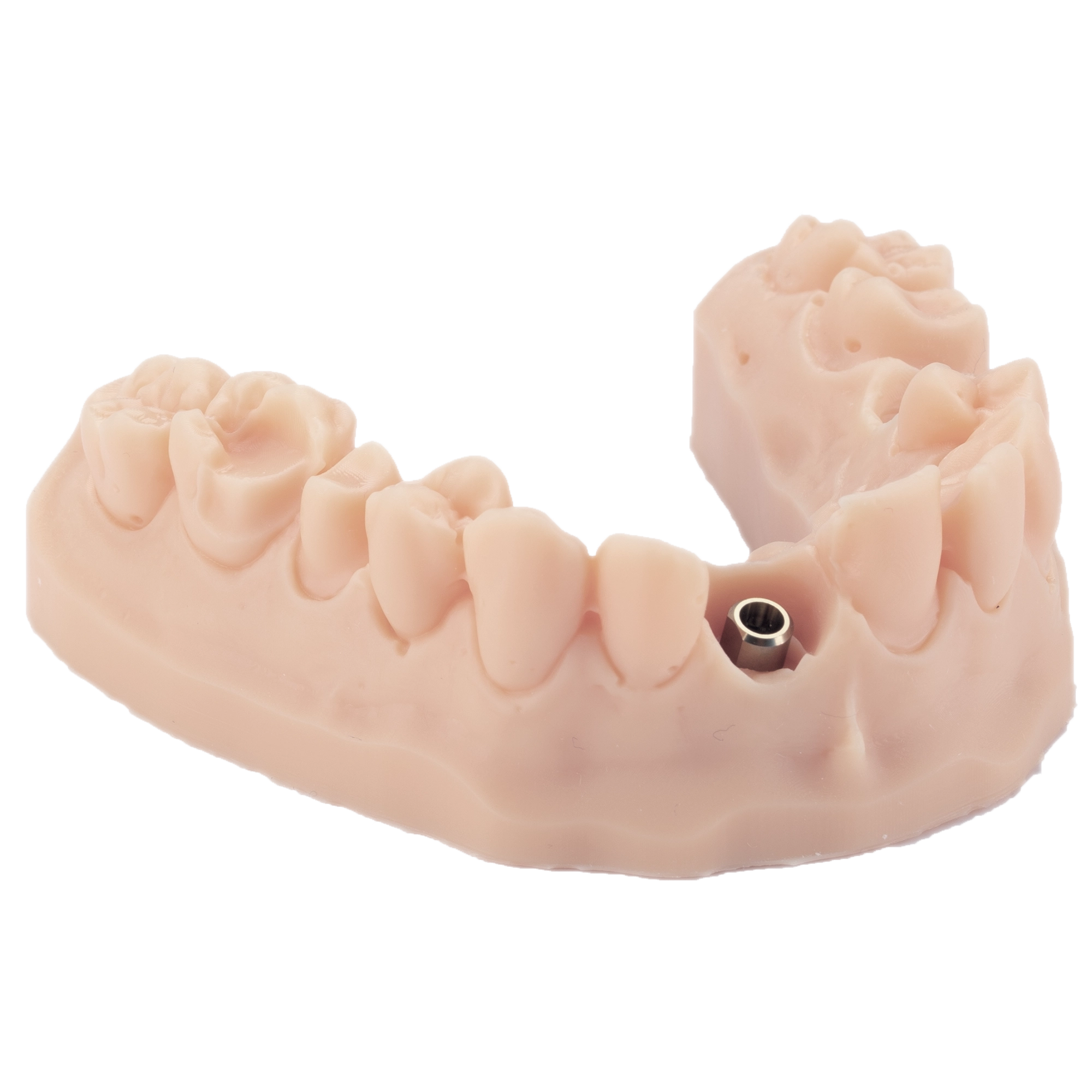DENTAL MODEL ST